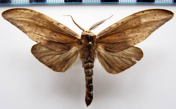 Lirimiris elongata mâle Equateur