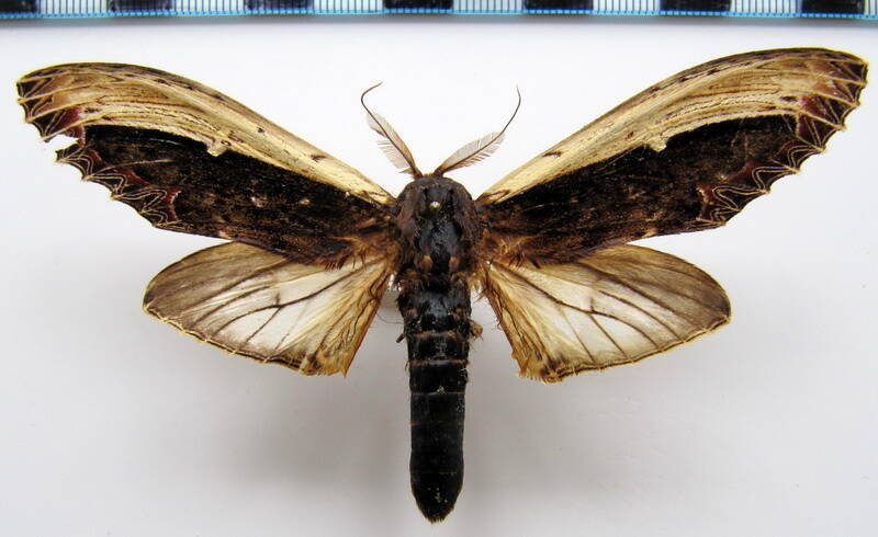 lirimiris_gigantea_gf-standard.jpg