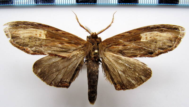 lirimiris_meridionalis_gf-standard-8ylo7g.jpg