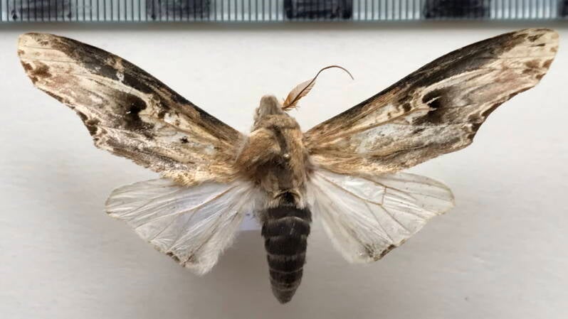 lirimiris_mirabilis_m_eq-standard.jpg