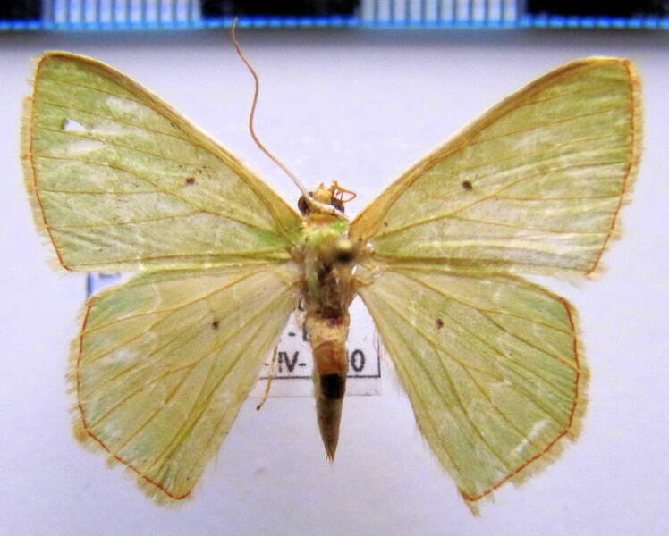 lissochlora_cecilia_bol-standard.jpg