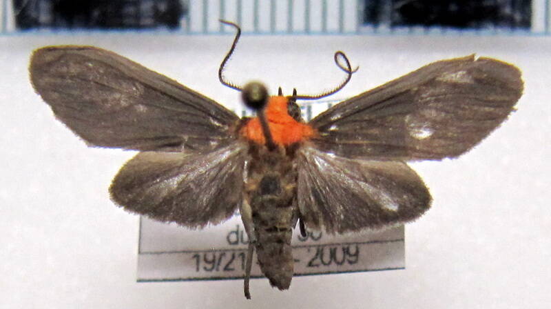 lithosiinae_sp01_gf-standard.jpg