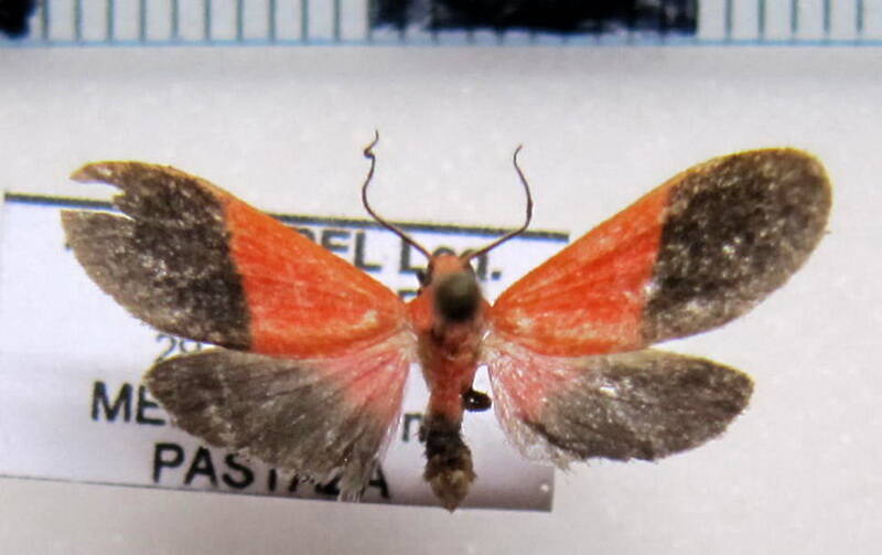 lithosiinae_sp02_eq-standard.jpg