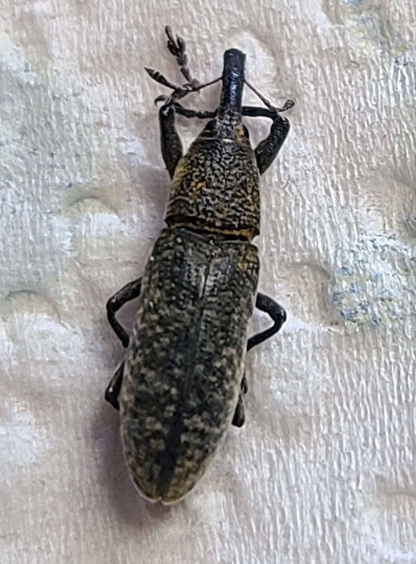 Lixus sanguineus  France