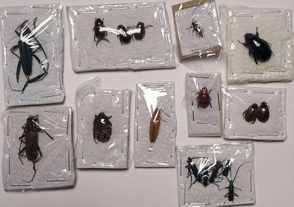 Lot 10 plaquettes coléos A2