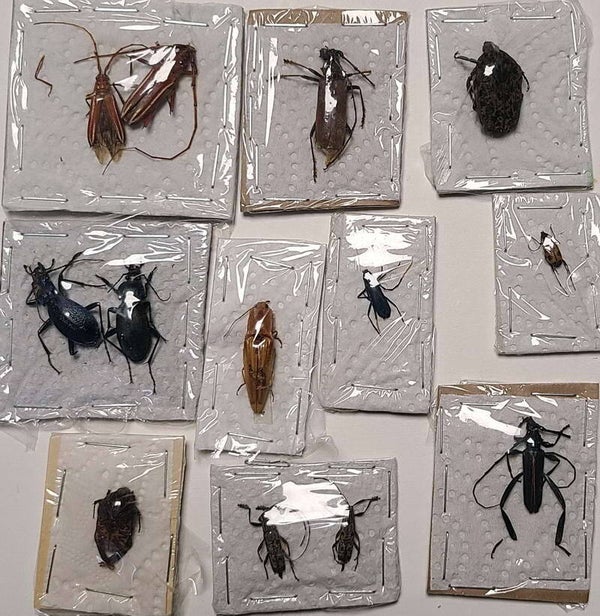 Lot 10 plaquettes coléos A2