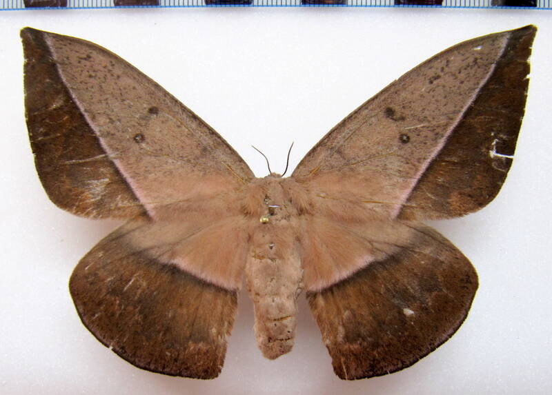 lonomia_achelous_diabolus_gf_f02-standard.jpg