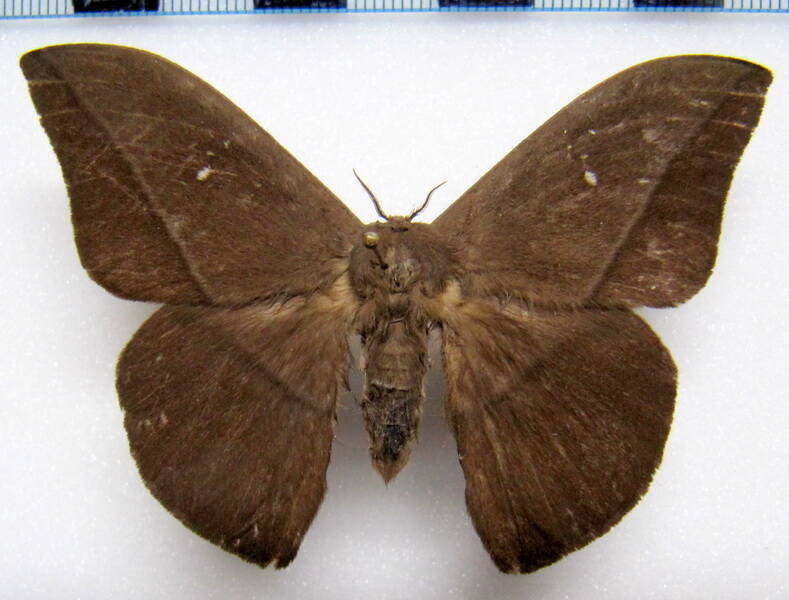 lonomia_achelous_diabolus_gf_m-standard.jpg
