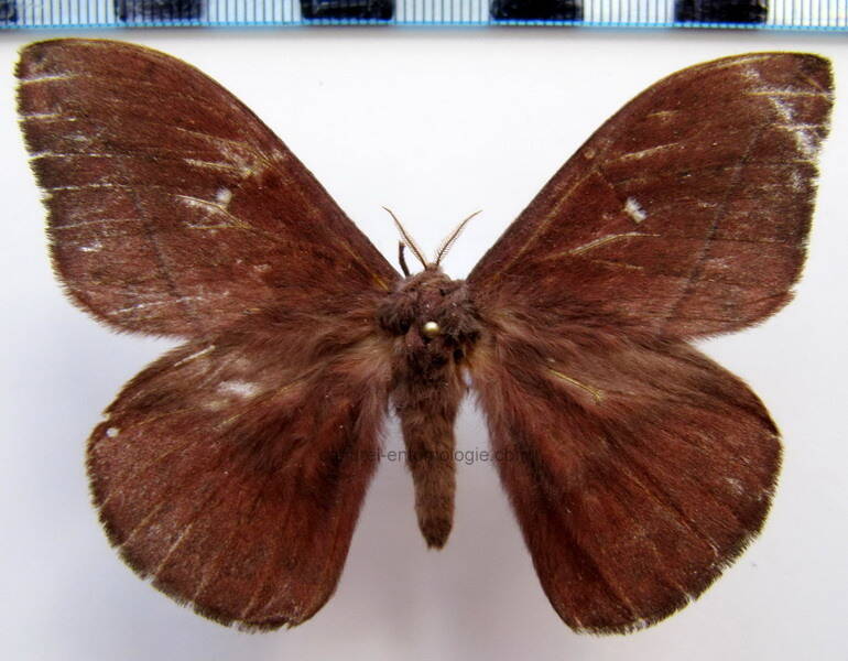 lonomia_descimoni_m_gf-standard.jpg