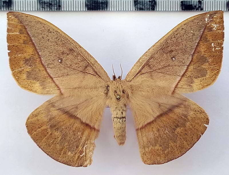 lonomia_panguana_f_eq-standard.jpg