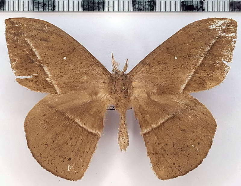 lonomia_sp1046_m_eq-standard.jpg