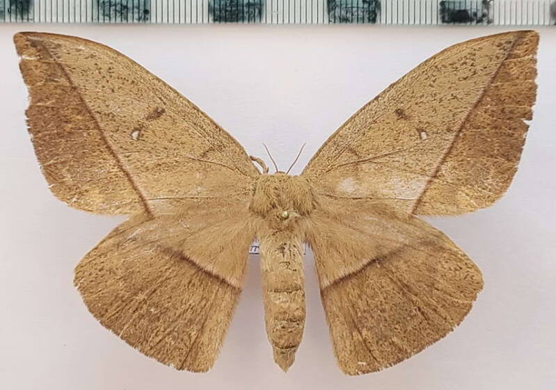 lonomia_sp1064_f_eq-standard.jpg