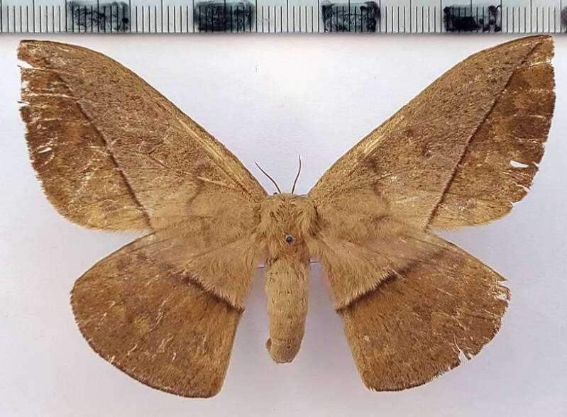 lonomia_sp333_f_eq-standard.jpg