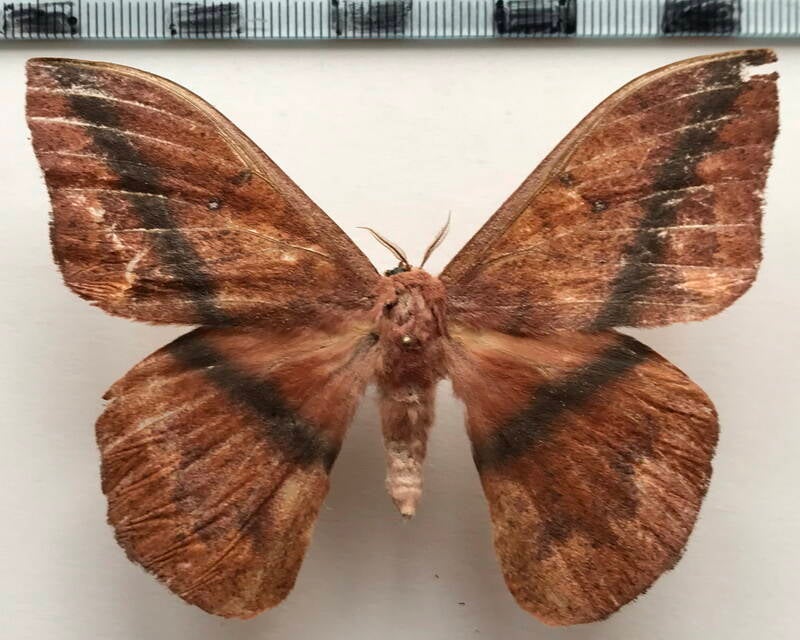 lonomia_sp333_m_eq-standard.jpg
