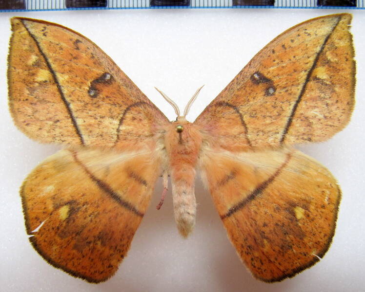 lonomia_sp_gf_02-standard.jpg