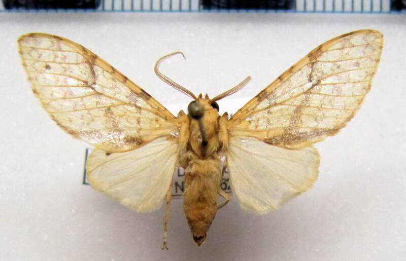 lophocampa_citrina_m_gf-standard.jpg