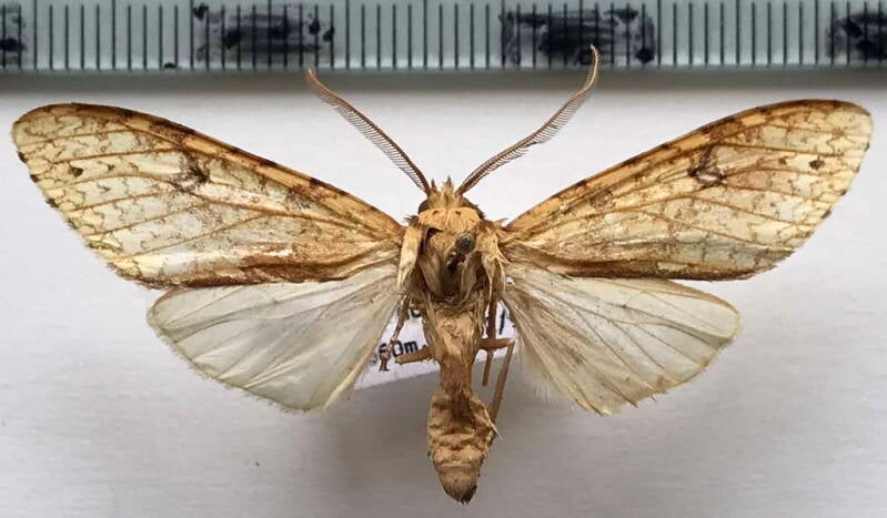 lophocampa_distincta_m_bol-standard.jpg