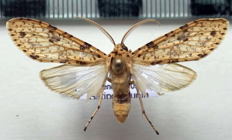 lophocampa_endrolepia_m_per-standard.jpg