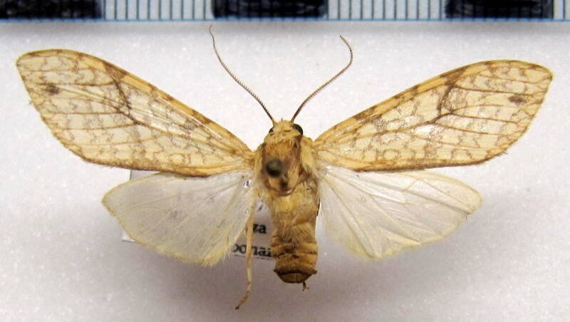 lophocampa_maroniensis_f_eq-standard.jpg