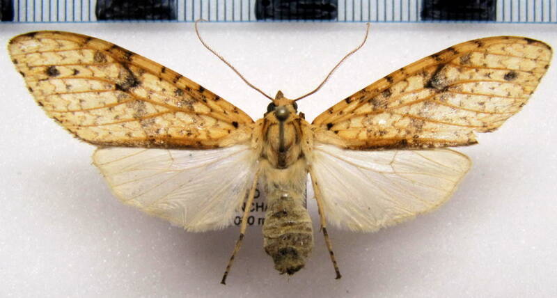 lophocampa_pectina_f_eq-standard.jpg