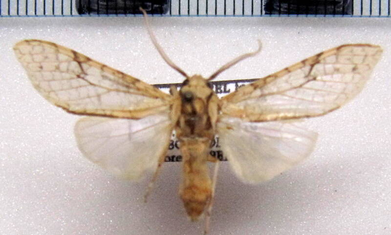 lophocampa_sp01_m_gf-standard.jpg