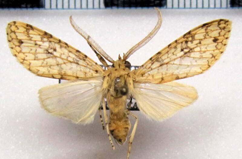 lophocampa_sp04_m_gf-standard-gfcmdy.jpg