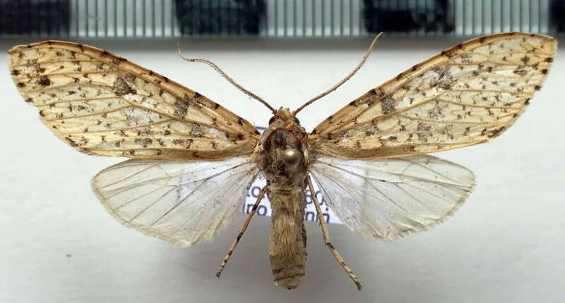 lophocampa_sp1008_per-standard.jpg