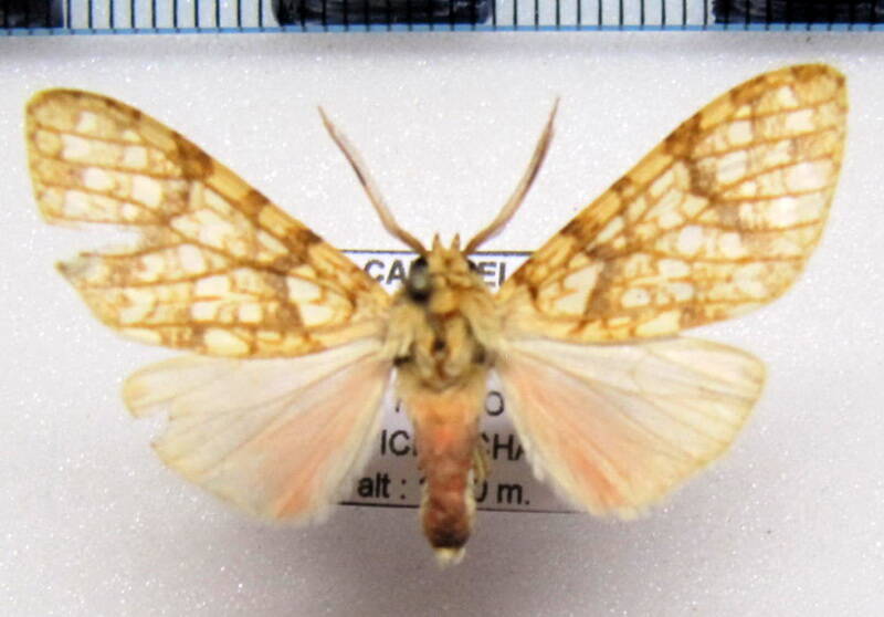 lophocampa_sp10_m_eq-standard.jpg