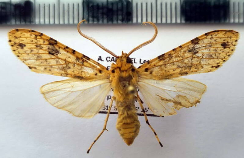 lophocampa_sp1100_m_eq-standard.jpg
