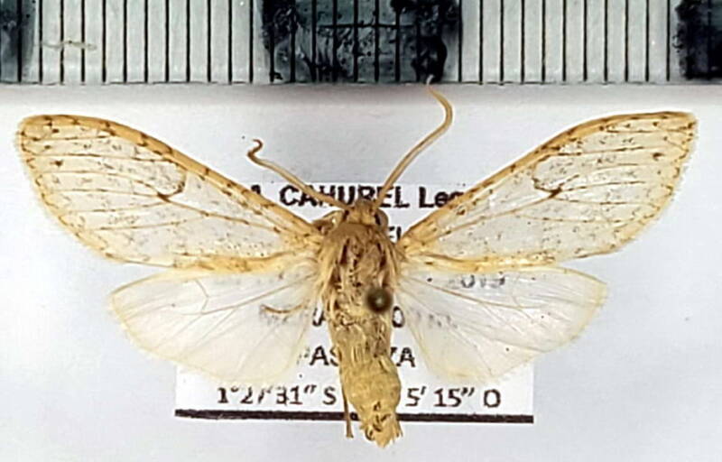 lophocampa_sp1104_m_eq-standard.jpg