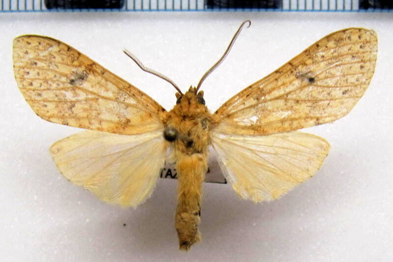 lophocampa_sp11_m_eq-standard.jpg