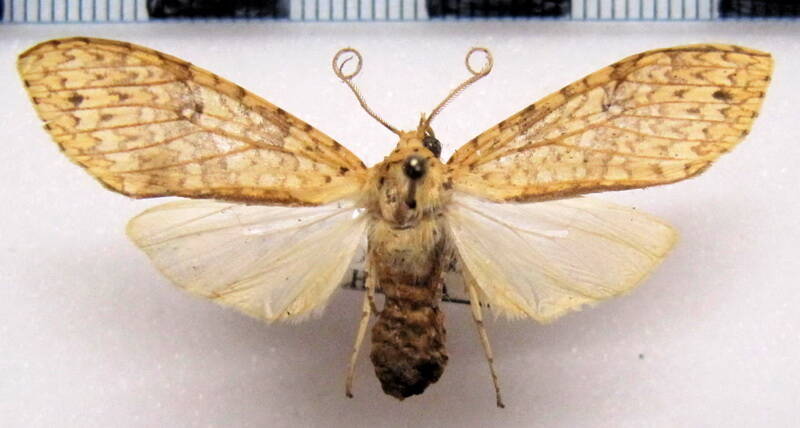 lophocampa_sp12_f_eq-standard.jpg