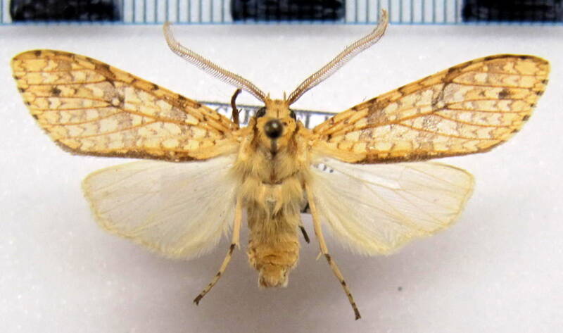 lophocampa_sp12_m_eq-standard-3888xh.jpg