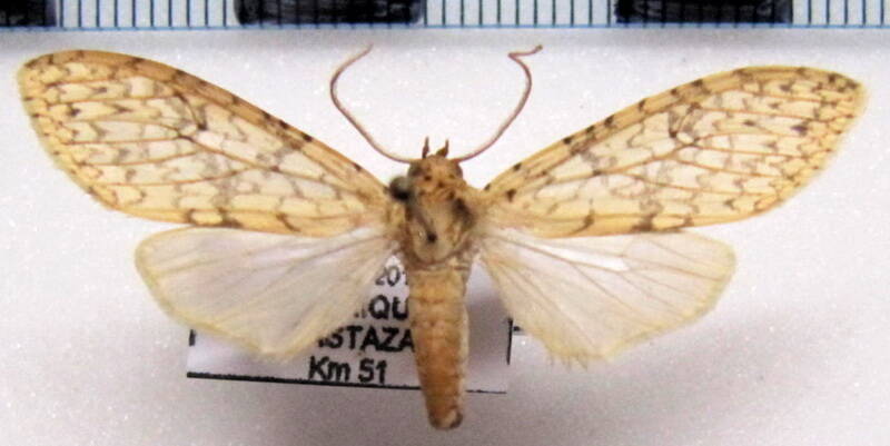 lophocampa_sp13_m_eq-standard.jpg