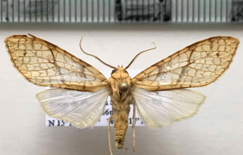 lophocampa_sp809_guat-standard.jpg