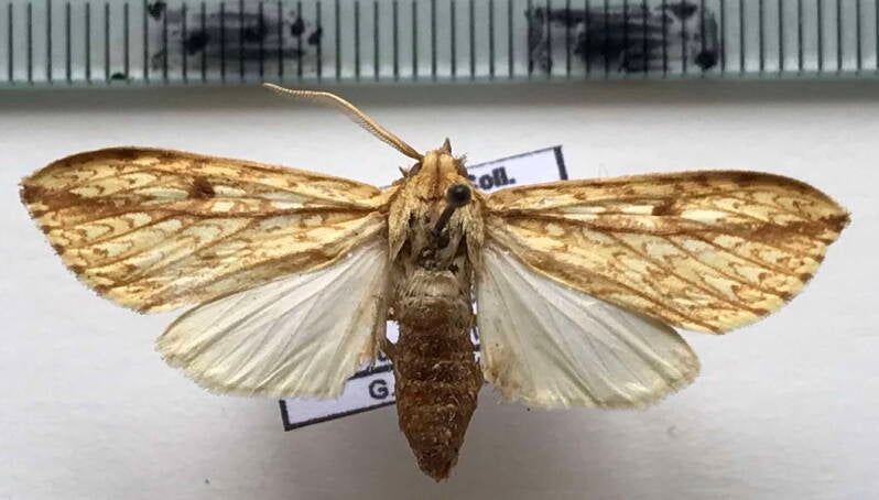 lophocampa_sp865_m_bol-standard.jpg