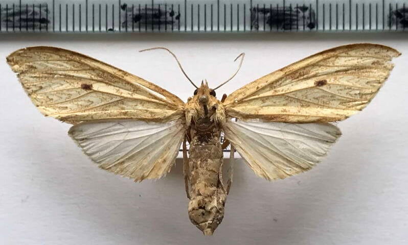 lophocampa_sp866_f_bol-standard.jpg