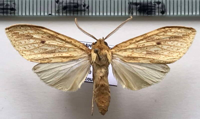lophocampa_sp866_m_bol-standard.jpg