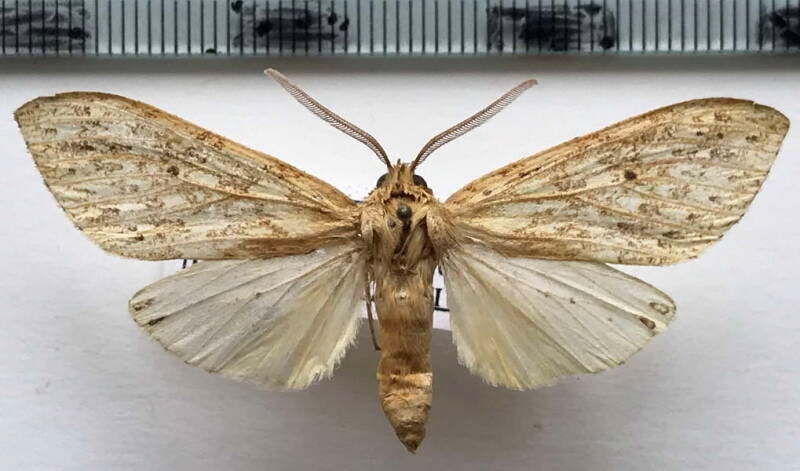 lophocampa_sp867_m_col-standard.jpg