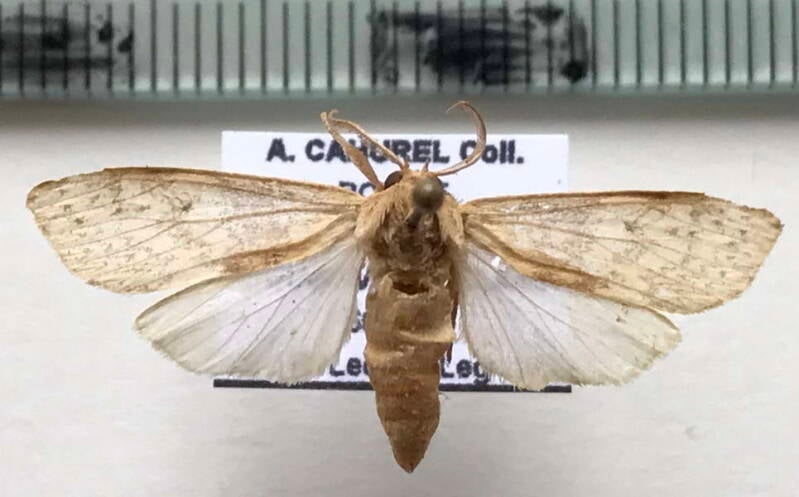 lophocampa_sp872_m_bol-standard.jpg