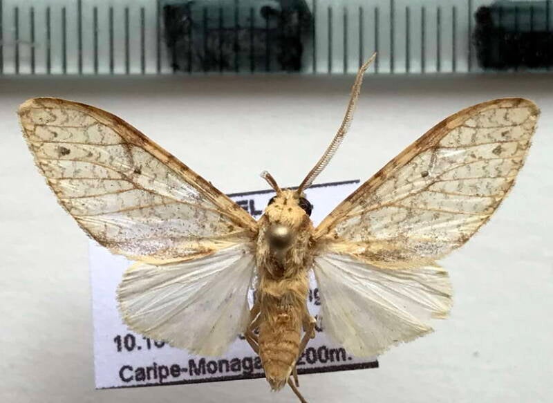 lophocampa_sp966_m_venz-standard.jpg