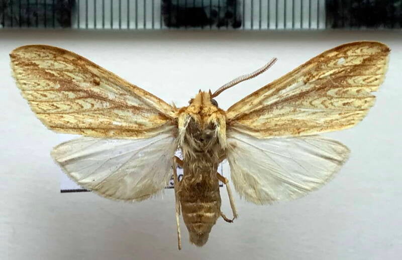 lophocampa_sp973_m_per-standard.jpg