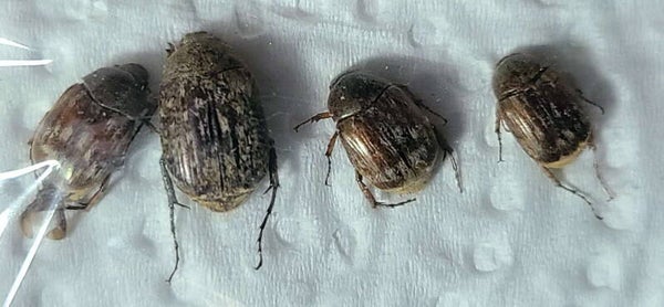 Lot de 4 Anomala sp1202 Guyane fr