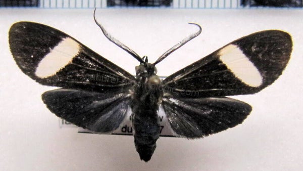 Loxozona lanceolata mâle A1- Guyane française