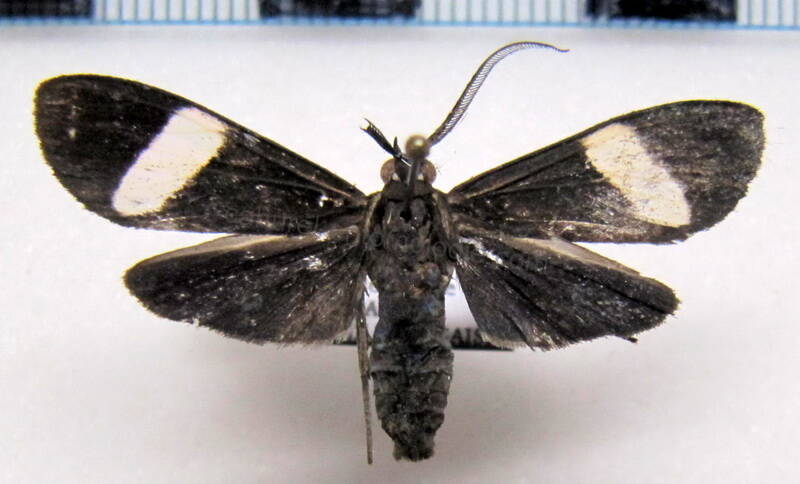 loxozona_lanceolata_gf02-standard.jpg