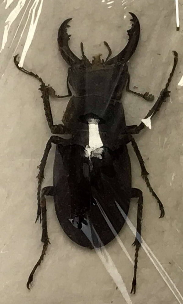 Lucanus cervus mâle 50mm  France
