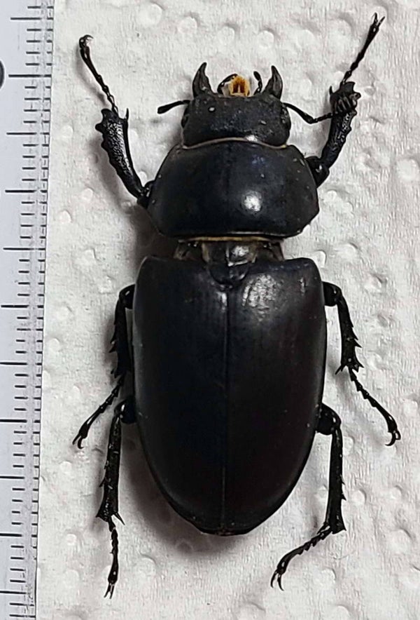 Lucanus cervus femelle France