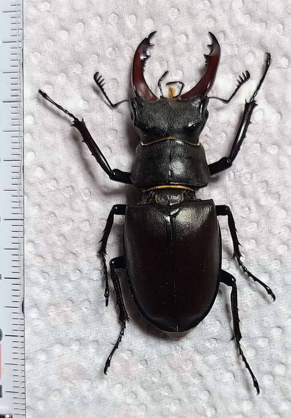 Lucanus cervus mâle 40mm  France