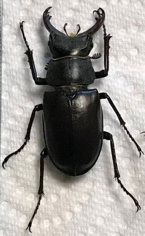 Lucanus cervus mâle 35mm  France