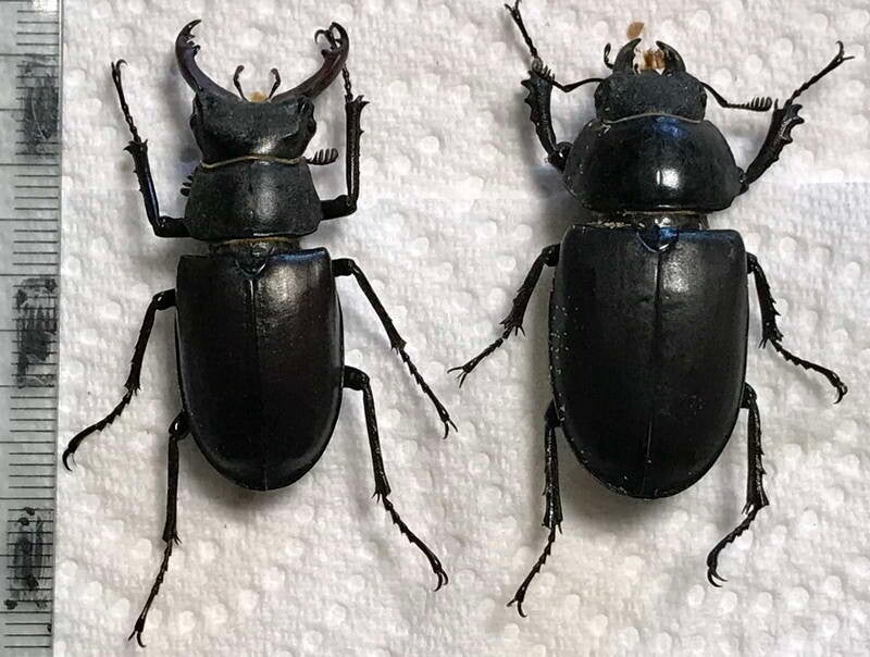 Temp Insecte Insectes France, Italie / Boutique Insectes | cahurel.fr